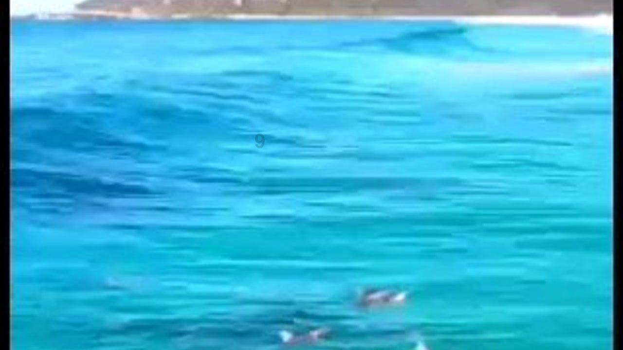 蜂王救援